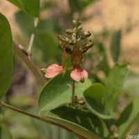 Indigofera tinctoria L.